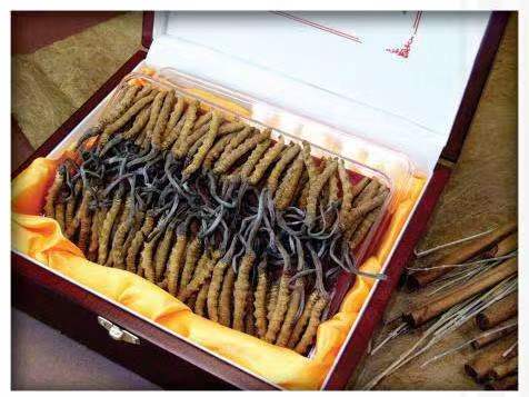 清徐冬虫夏草回收